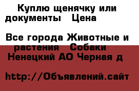 Куплю щенячку или документы › Цена ­ 3 000 - Все города Животные и растения » Собаки   . Ненецкий АО,Черная д.